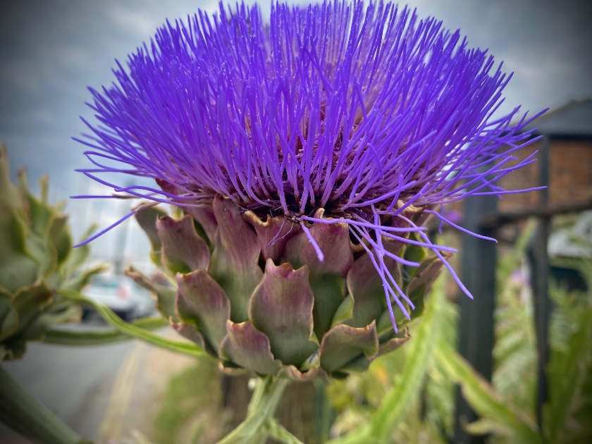 Flowering Artichoke symbolising inner awakening and the unfolding of the true self