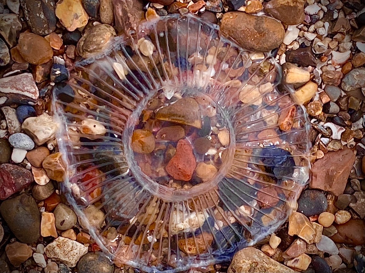 A jelly fish washed up on a quiet beach, symbolising unprocessed emotions left exposed and vulnerable