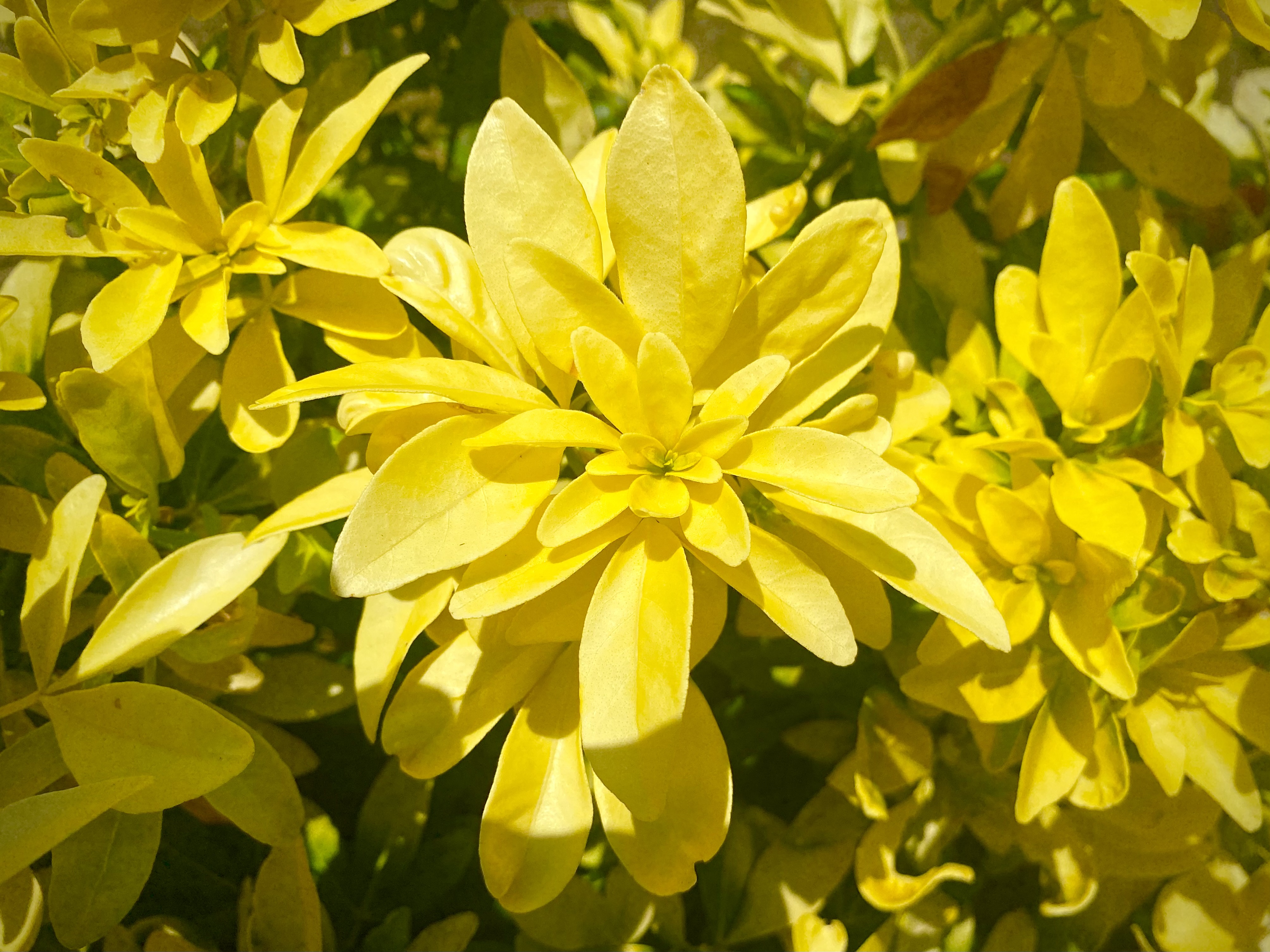 Golden blossoms in nature reflecting inner strength and sacred energy